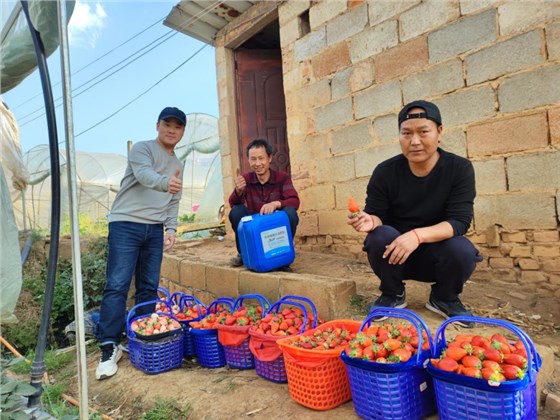 草莓怎么种植方法-沃叶水溶肥草莓_副本.png