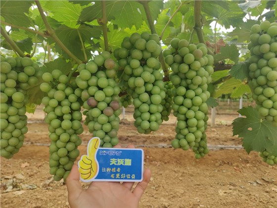 葡萄膨大期施肥诀窍-夫沃施功能水溶肥.png