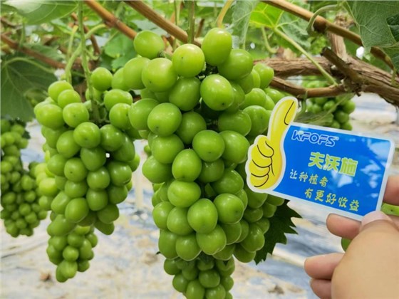 葡萄膨大期施肥诀窍-夫沃施功能水溶肥1.png