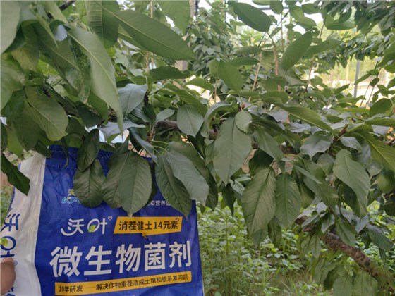 樱桃树施肥用什么肥料—樱桃用沃叶消茬健土14元素效果.png