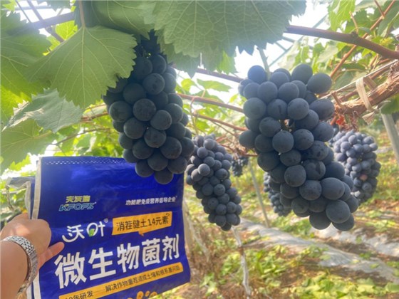 葡萄树施什么肥—葡萄用沃叶消茬健土14元素效果.png