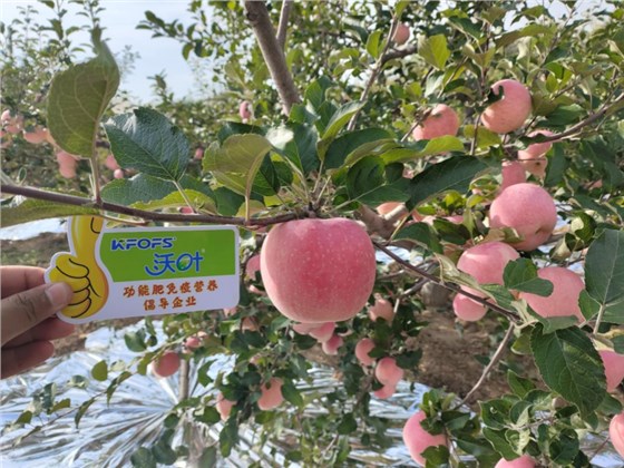 微生物肥料-苹果用沃叶水溶肥效果.png