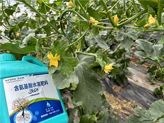 甜瓜施什么肥料最好-甜瓜用沃叶水溶肥效果、.png