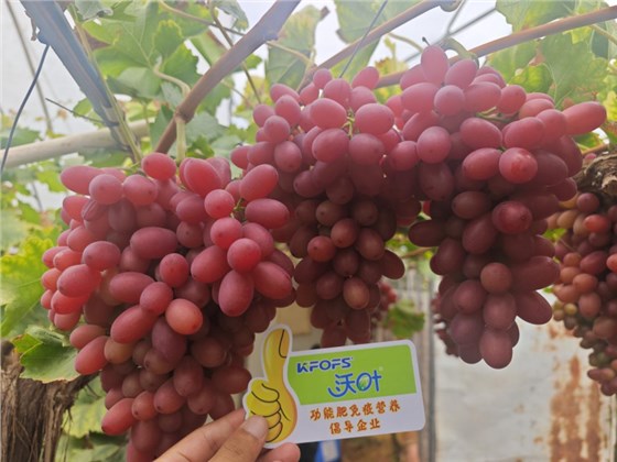 葡萄采收后施什么肥好— 红提用沃叶水溶肥效果.png
