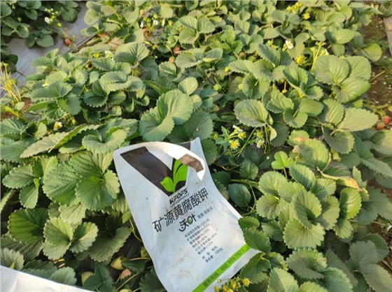 草莓施肥用什么肥料好—草莓用沃叶水溶肥效果2.png 草莓施肥用什么肥料好—草莓用沃叶水溶肥效果2.png