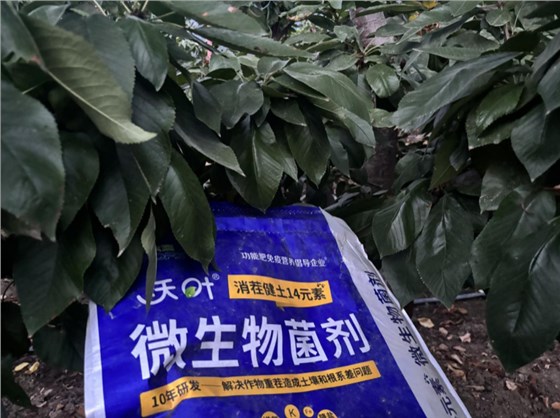 果树秋施肥-樱桃用沃叶消茬健土14元素效果.png 果树秋施肥-樱桃用沃叶消茬健土14元素效果.png