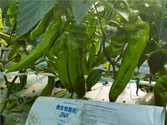 种辣椒用什么肥料比较好-辣椒用沃叶微生物菌剂.png