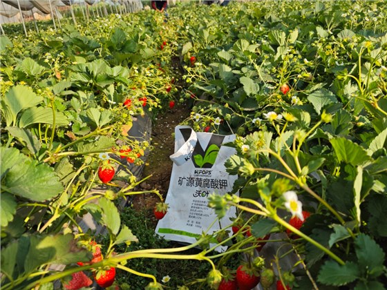 草莓各个时期的施肥方案-草莓用沃叶水溶肥效果1.png