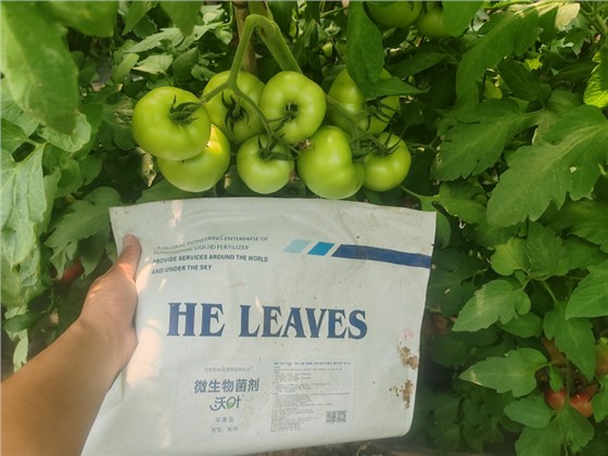 微生物菌剂哪个牌子好-西红柿用沃叶微生物菌剂效果.png