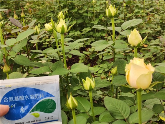 玫瑰花施什么肥比较好-玫瑰用沃叶水溶肥效果1.png
