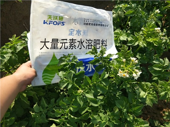 土豆用什么水溶肥高产-土豆用沃水宝效果.png