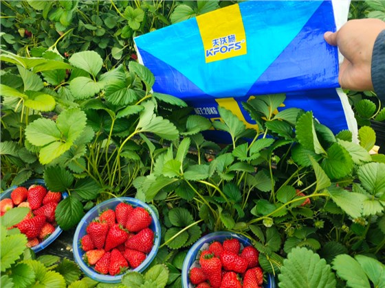 草莓施肥用什么肥料好-草莓用沃叶水溶肥效果1.png