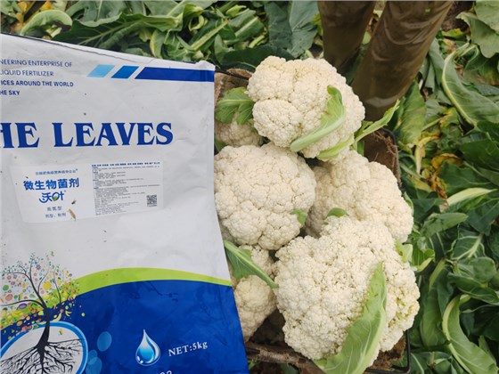 微生物菌肥的作用与使用方法-沃叶微生物菌剂.png