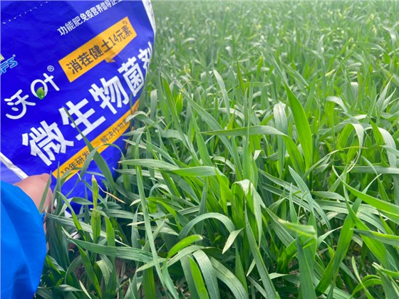 小麦如何防冻修复冻害-沃叶消茬健土14元素.png