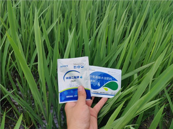 小麦如何防冻修复冻害-小麦用沃叶水溶肥效果.png 小麦如何防冻修复冻害-小麦用沃叶水溶肥效果.png