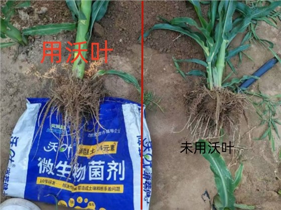 微生物菌剂怎么使用-玉米用沃叶消茬健土14元素对比效果.png