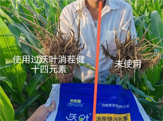 微生物菌剂怎么使用-玉米用沃叶消茬健土14元素对比效果1.png