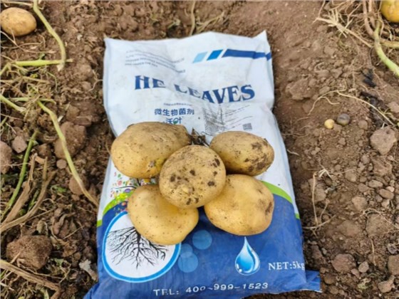 微生物菌剂怎么使用-土豆用沃叶微生物菌剂效果.png