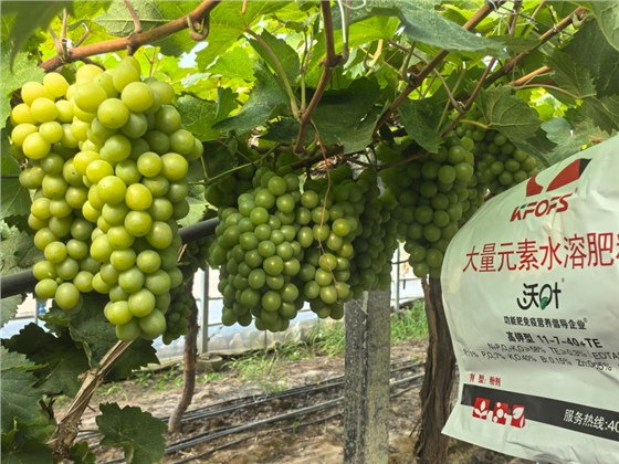 葡萄的种植方法和技术-葡萄用沃叶水溶肥效果2.png