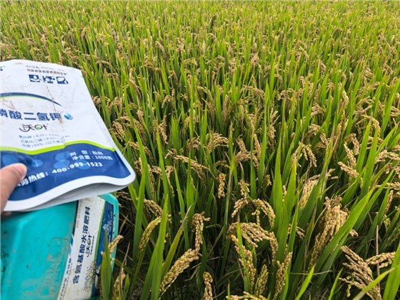 磷酸二氢钾怎么用-水稻用沃叶水溶肥效果.jpg