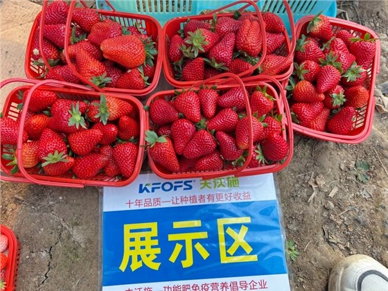 草莓施肥用什么肥料好-夫沃施功能肥.jpg