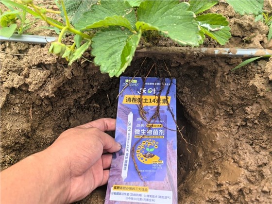 草莓施肥用什么肥料好-沃叶消茬健土14元素1.jpg