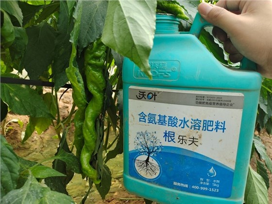 辣椒管理与施肥技术-辣椒用效果.jpg