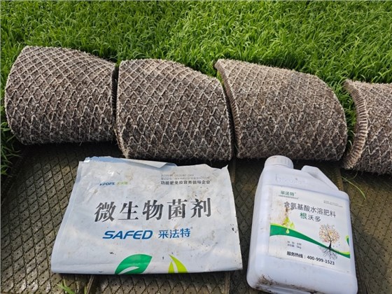 厄尔尼诺-采法特水溶肥水稻效果1.jpg