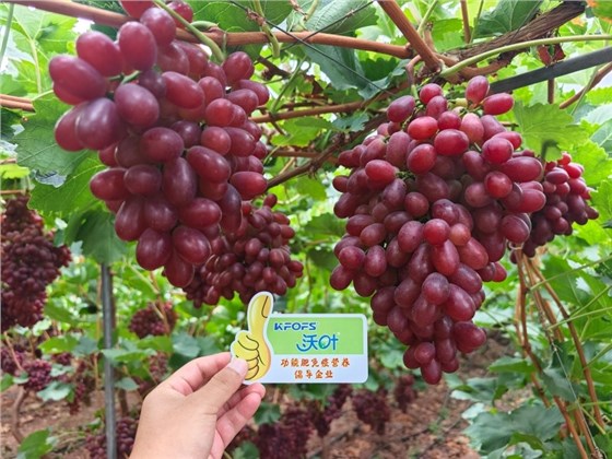 葡萄种植技术-沃叶水溶肥葡萄效果 (1).jpg