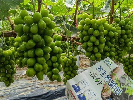 微生物菌剂施多了会烧根吗-沃叶菌剂葡萄.jpg