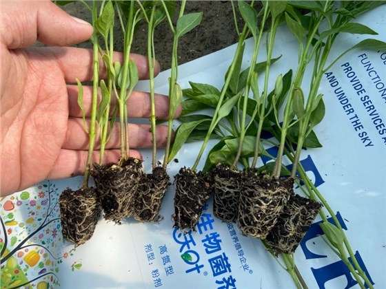 辣椒苗施肥技巧-沃叶微生物菌剂.JPG