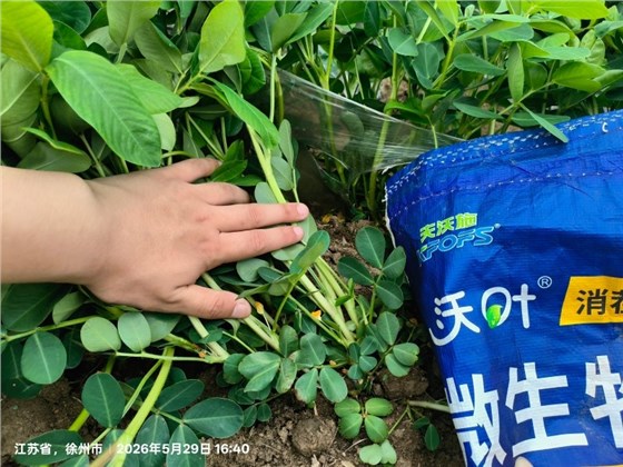 微生物菌剂-沃叶消茬健土14元素微生物菌剂花生 (2).jpg