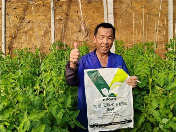 番茄怎么种植-沃叶大量元素水溶肥.jpg