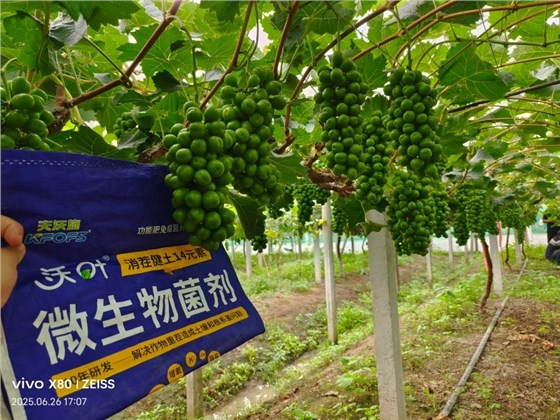土壤-沃叶消茬健土 14元素葡萄效果.jpg