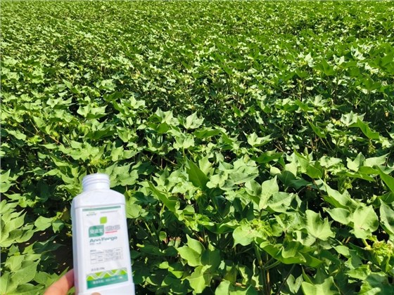 除草剂和叶面肥能一起用吗-棉花安法戈效果.jpg