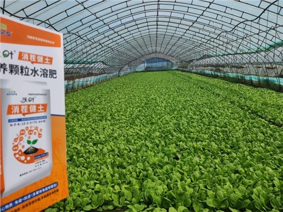 水溶肥-沃叶消茬健土颗粒水溶肥叶菜效果.jpg 水溶肥-沃叶消茬健土颗粒水溶肥叶菜效果.jpg