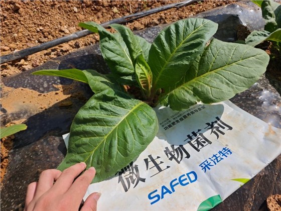 微生物菌肥的作用-采法特菌剂烤烟效果.jpg