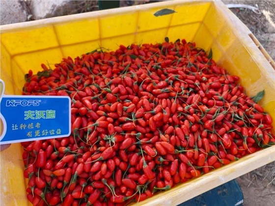 什么是水溶肥-夫沃施功能肥枸杞效果.jpg