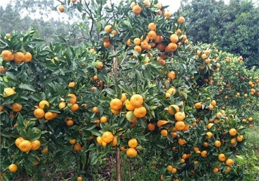 柑橘叶面肥小苗施肥方案-沃叶篇