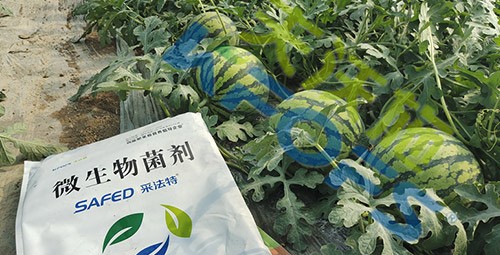 西瓜用微生物菌剂，能达到什么效果？