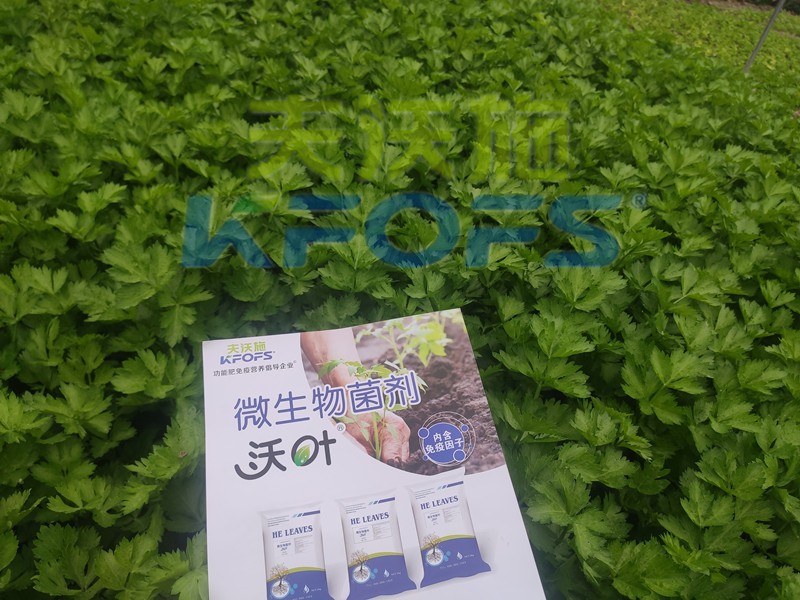 柑橘开春肥，这样选择使用准没错！