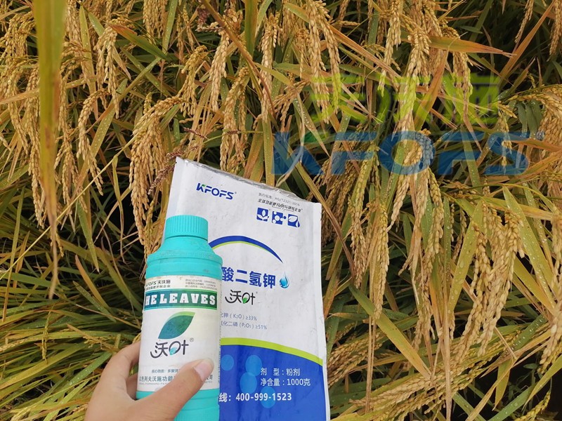 磷酸二氢钾-水稻用沃叶磷酸二氢钾效果.jpg