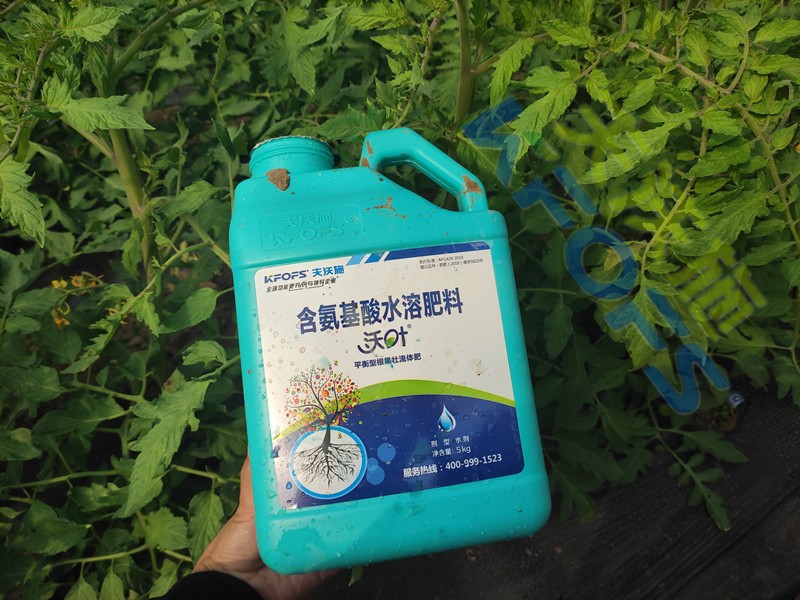 水溶肥-番茄用沃叶水溶肥效果.jpg