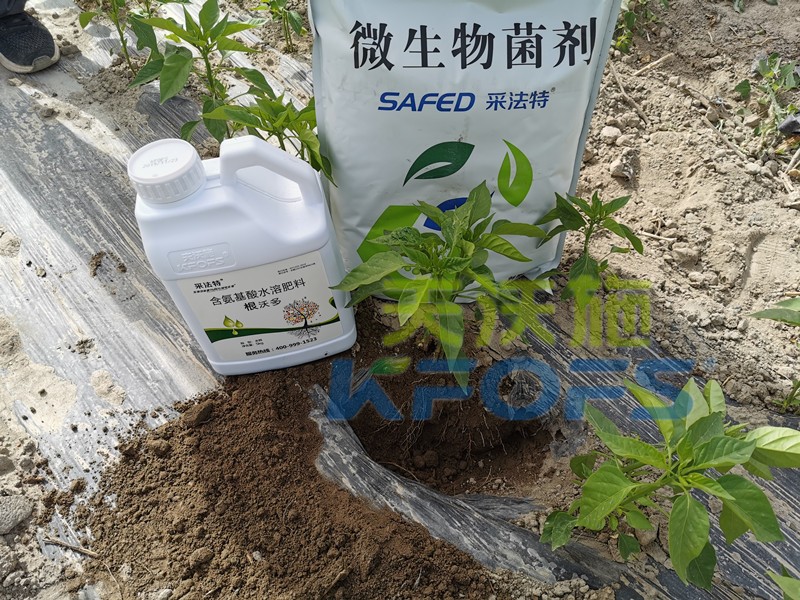 水溶肥-辣椒用采法特菌剂+根沃多生根剂.jpg