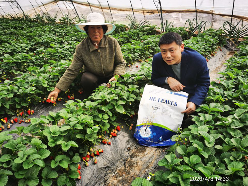 种草莓用什么肥料好？看完就知道