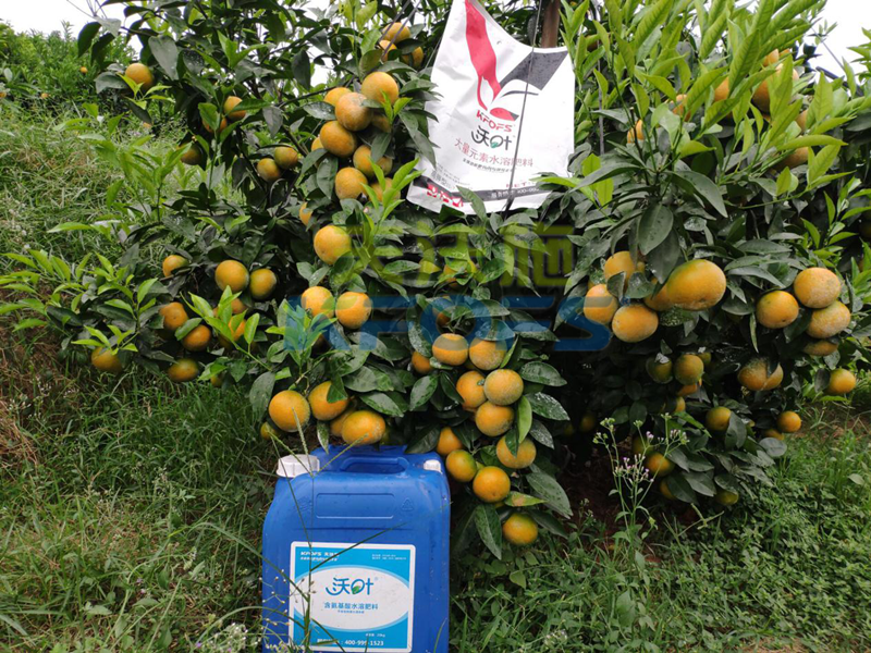 水溶肥-柑橘用沃叶大量元素水溶肥效果.png