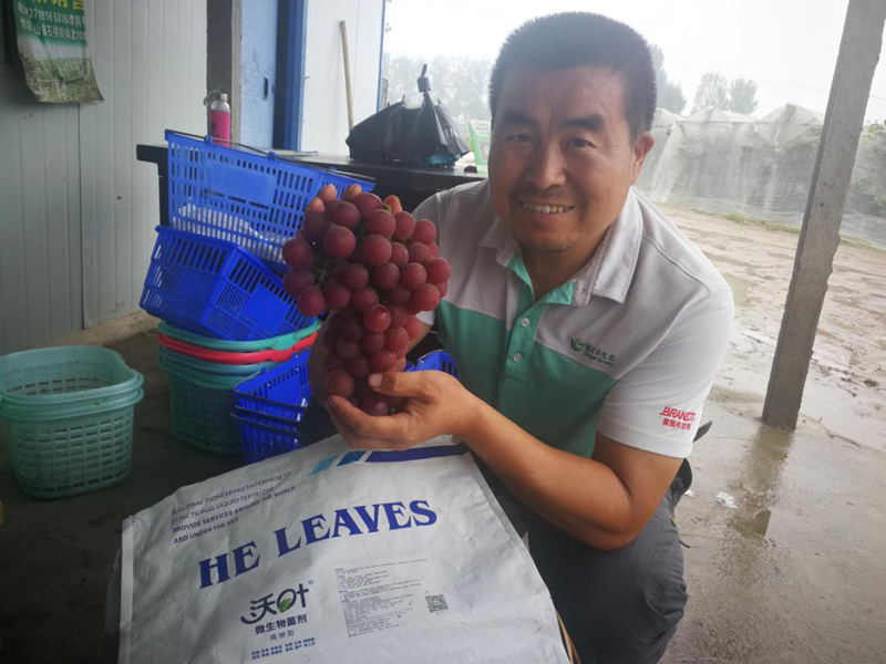 冲施肥-葡萄用沃叶微生物菌剂效果.png