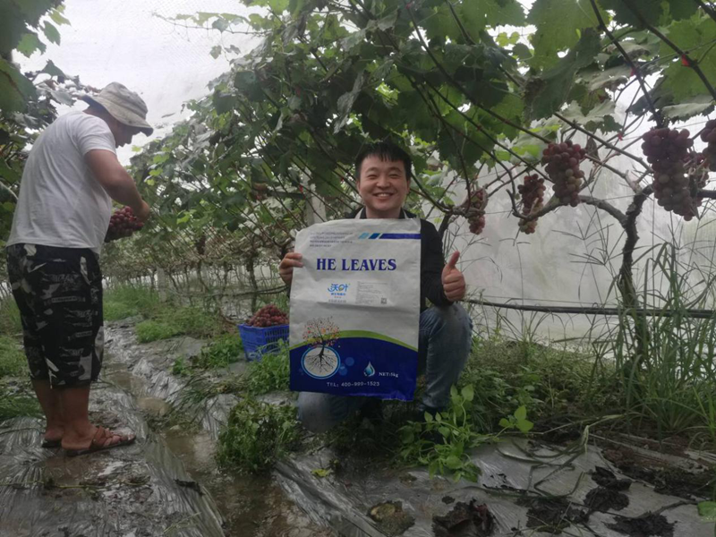 微生物菌剂-葡萄用沃叶微生物菌剂效果.png