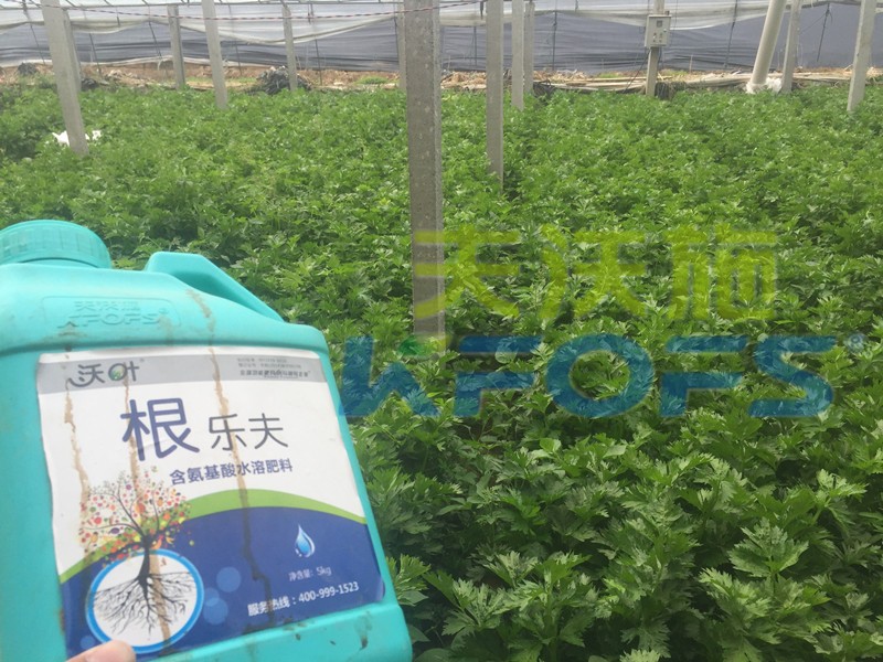 生根剂-芹菜用沃叶根乐夫生根剂效果.jpg