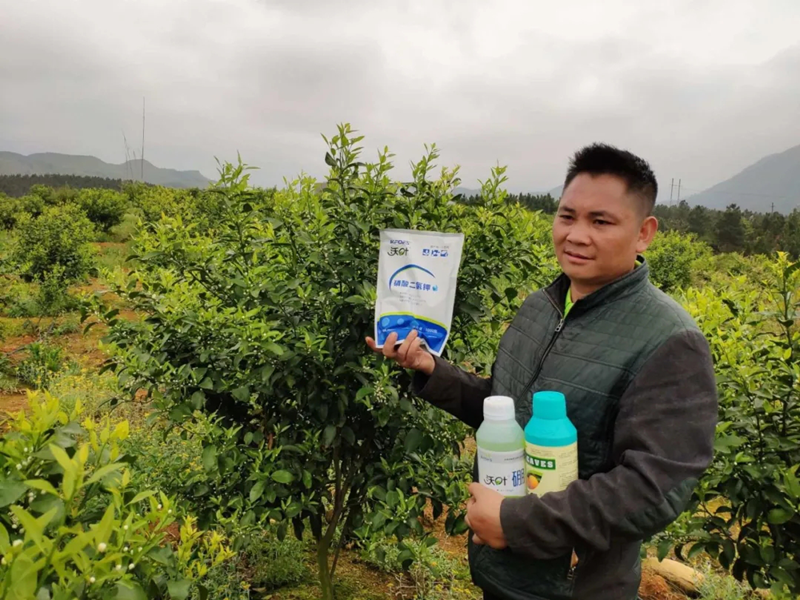 磷酸二氢钾-柑橘使用沃叶磷酸二氢钾效果1.png